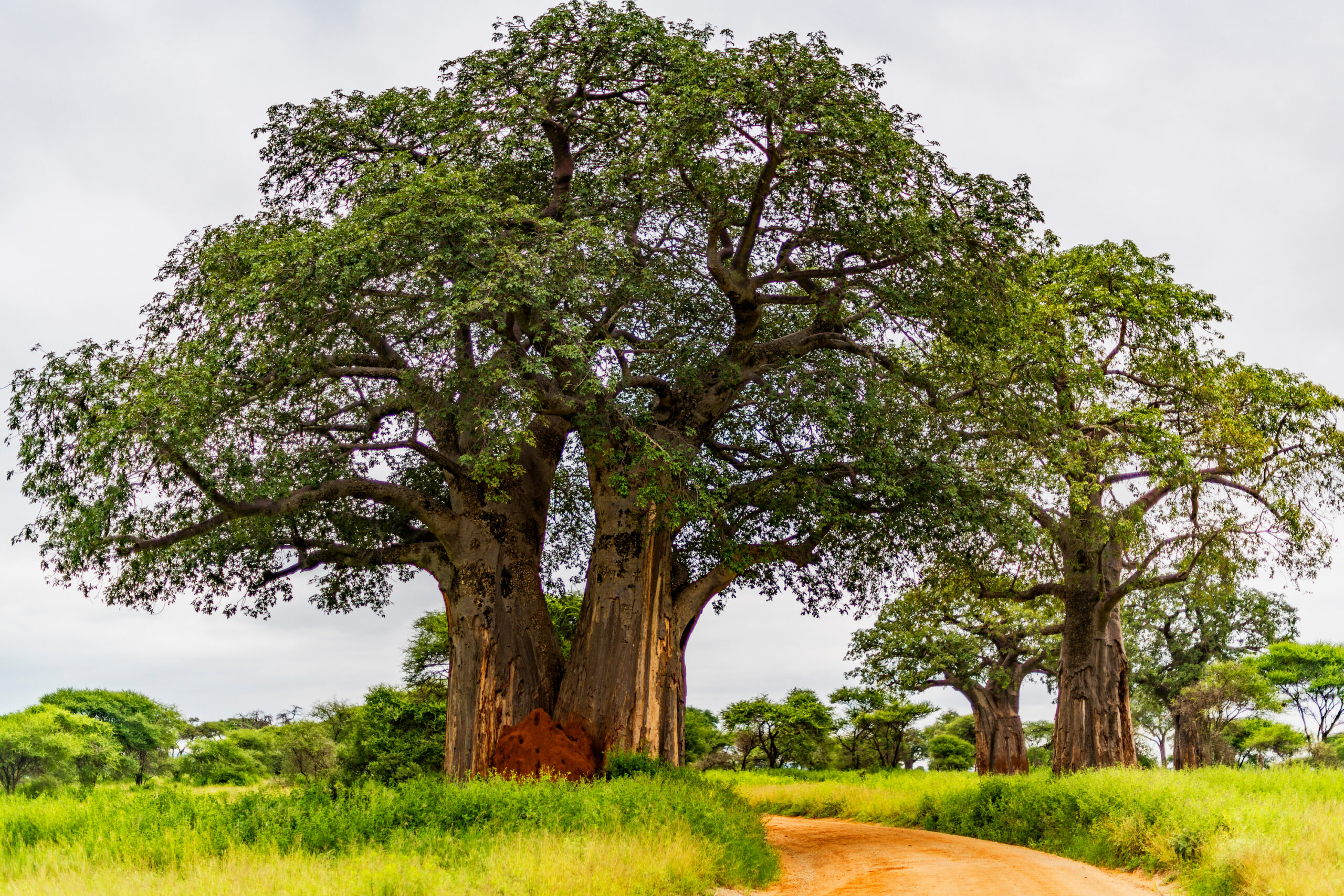 Wheelchair user watching baobab tree in Tarangire from adapted safari vehicle