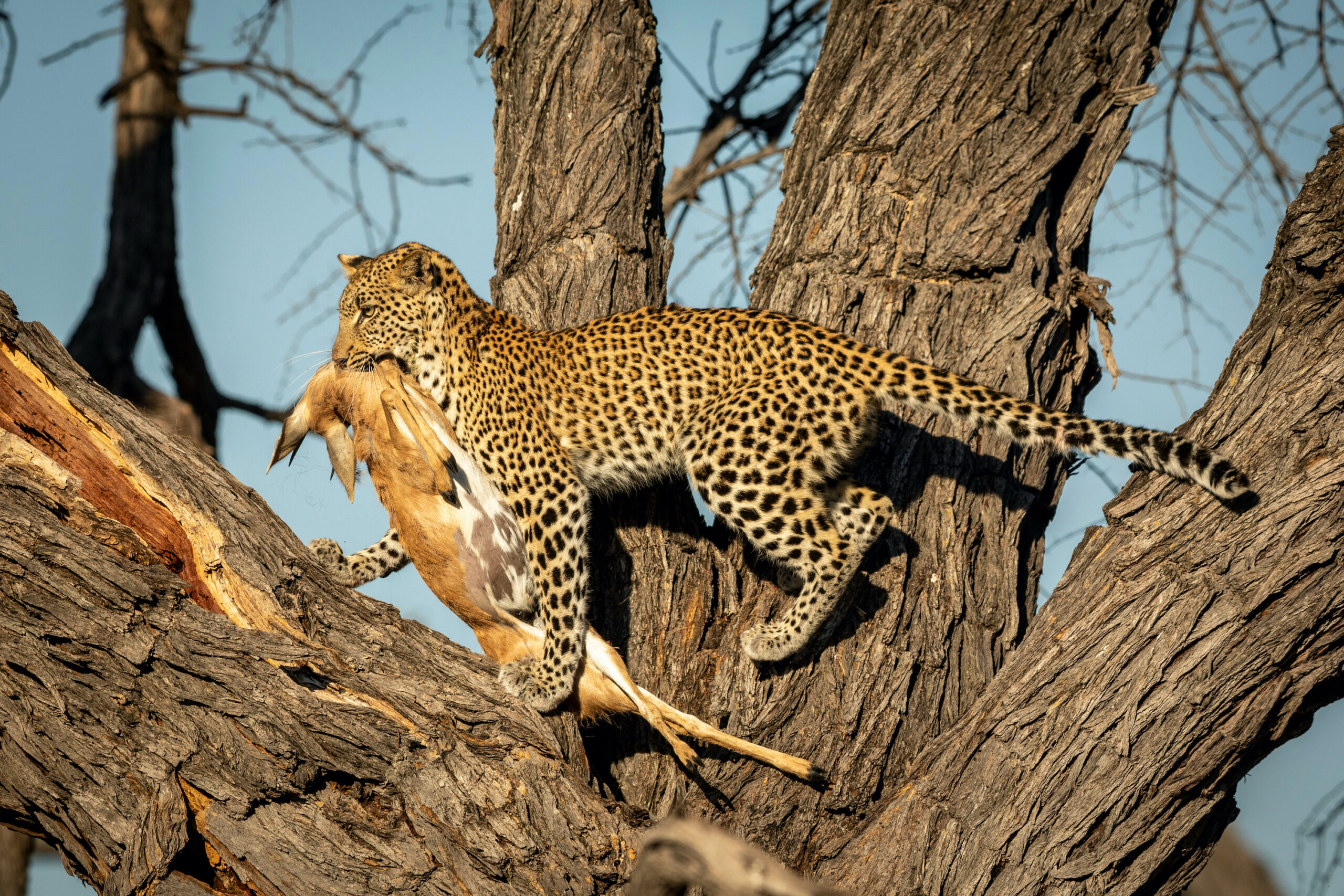 Comfortable safari Tanzania