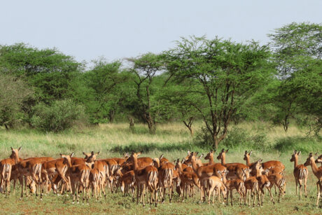 Wheelchair Accessible Safari Tanzania