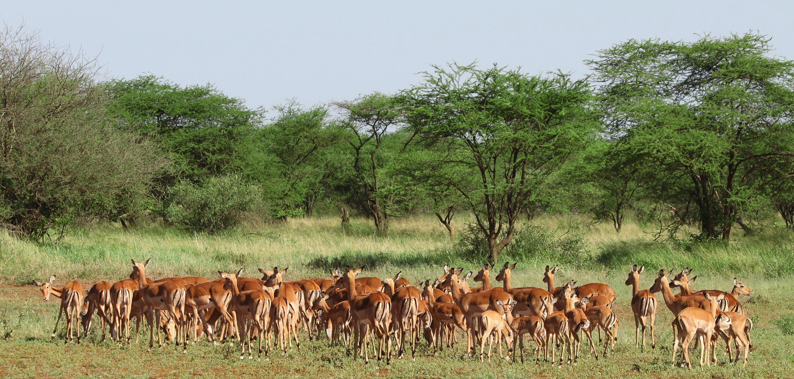 Wheelchair Accessible Safari Tanzania