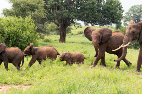 Elephants Tarangire