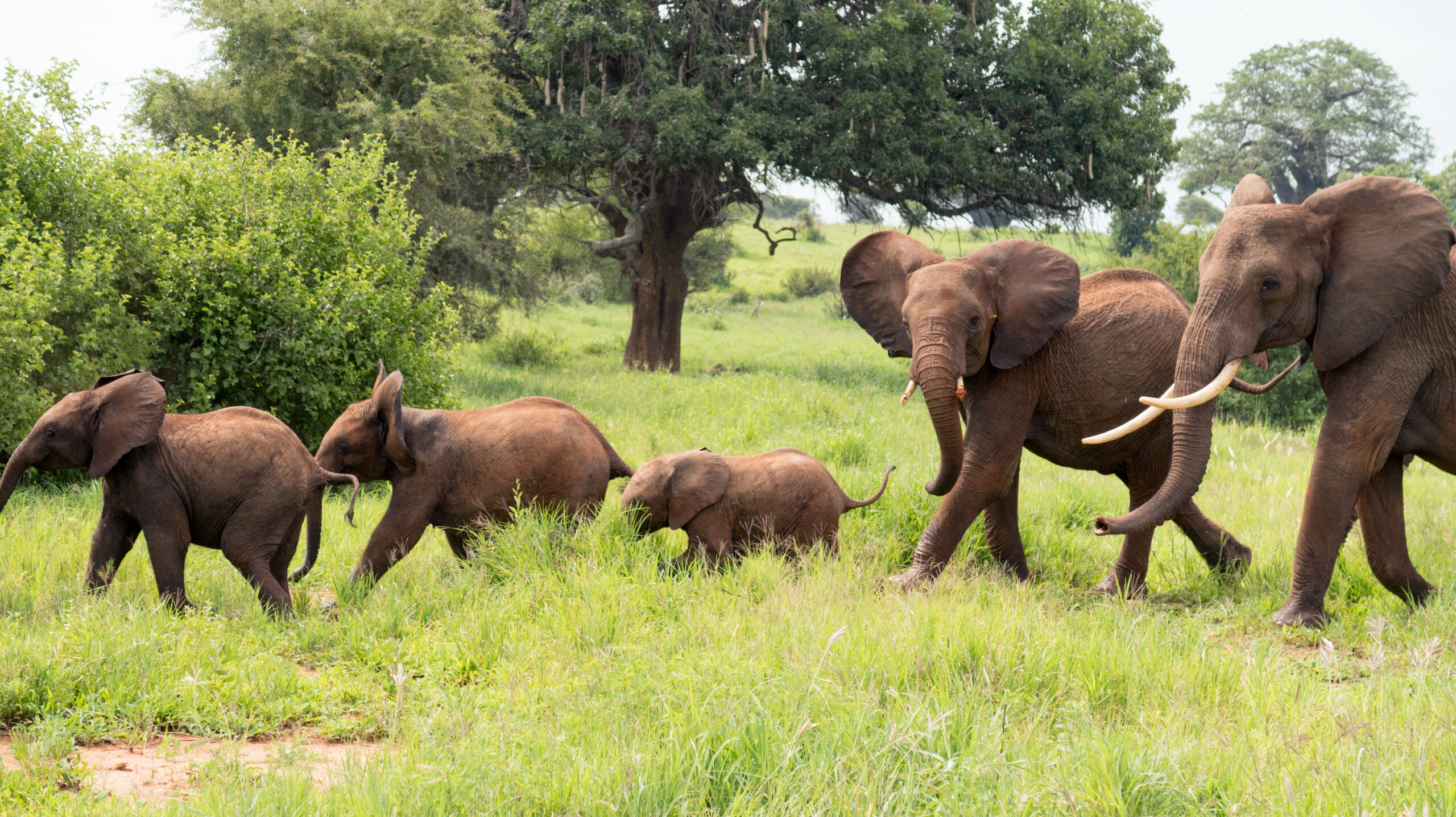 Elephants Tarangire
