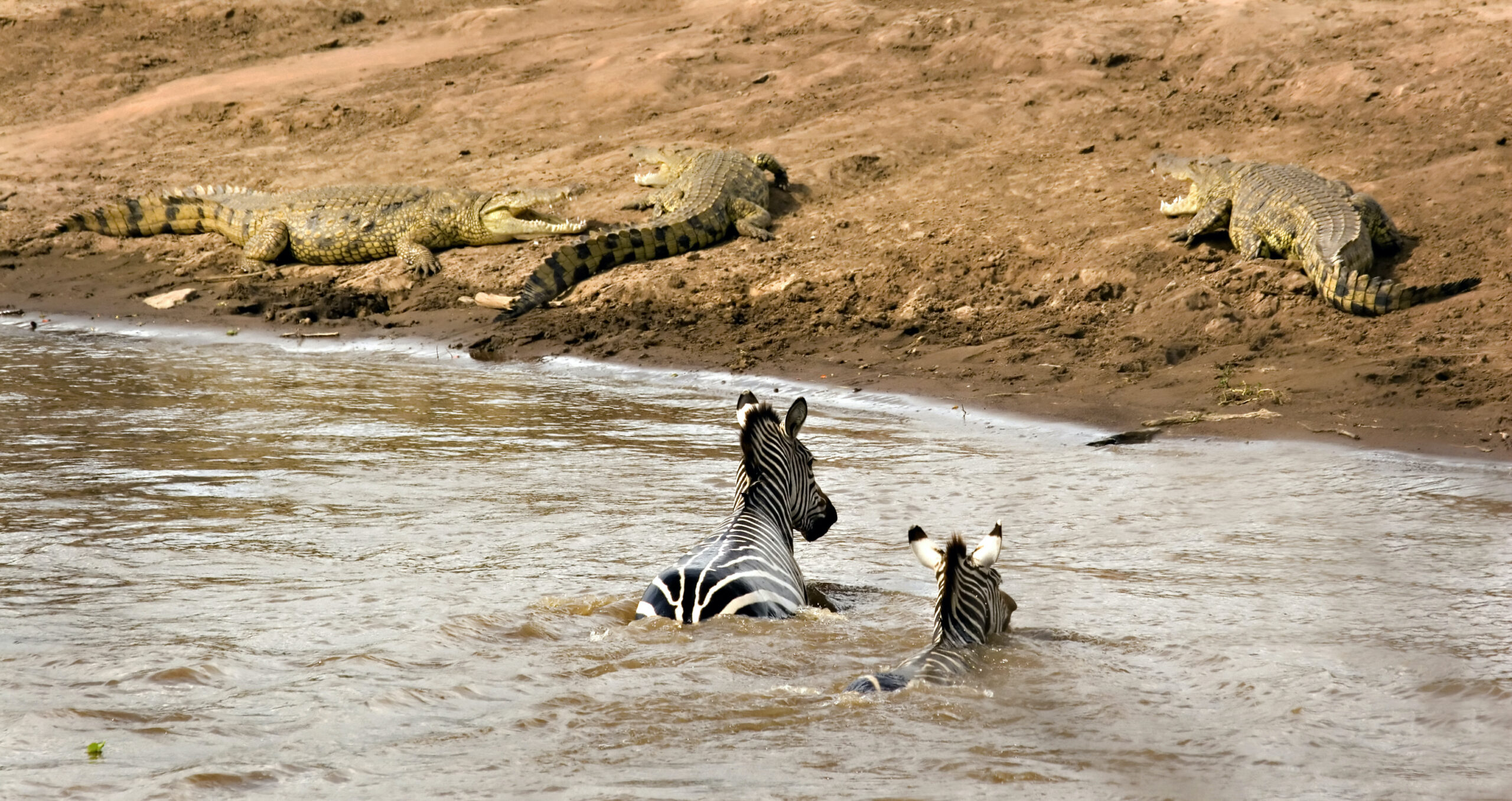 Mara River Crossing