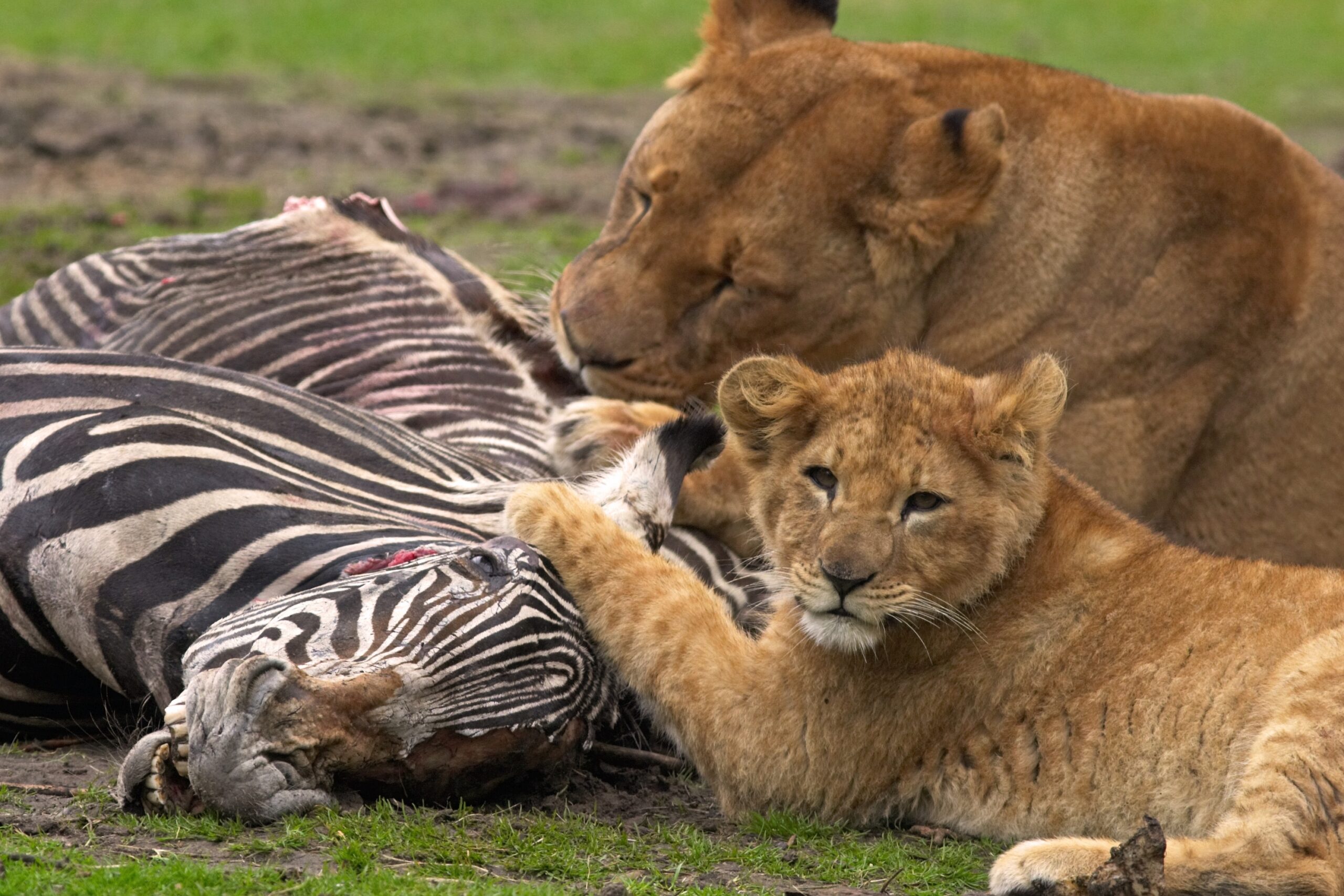 Gentle game drive Tanzania