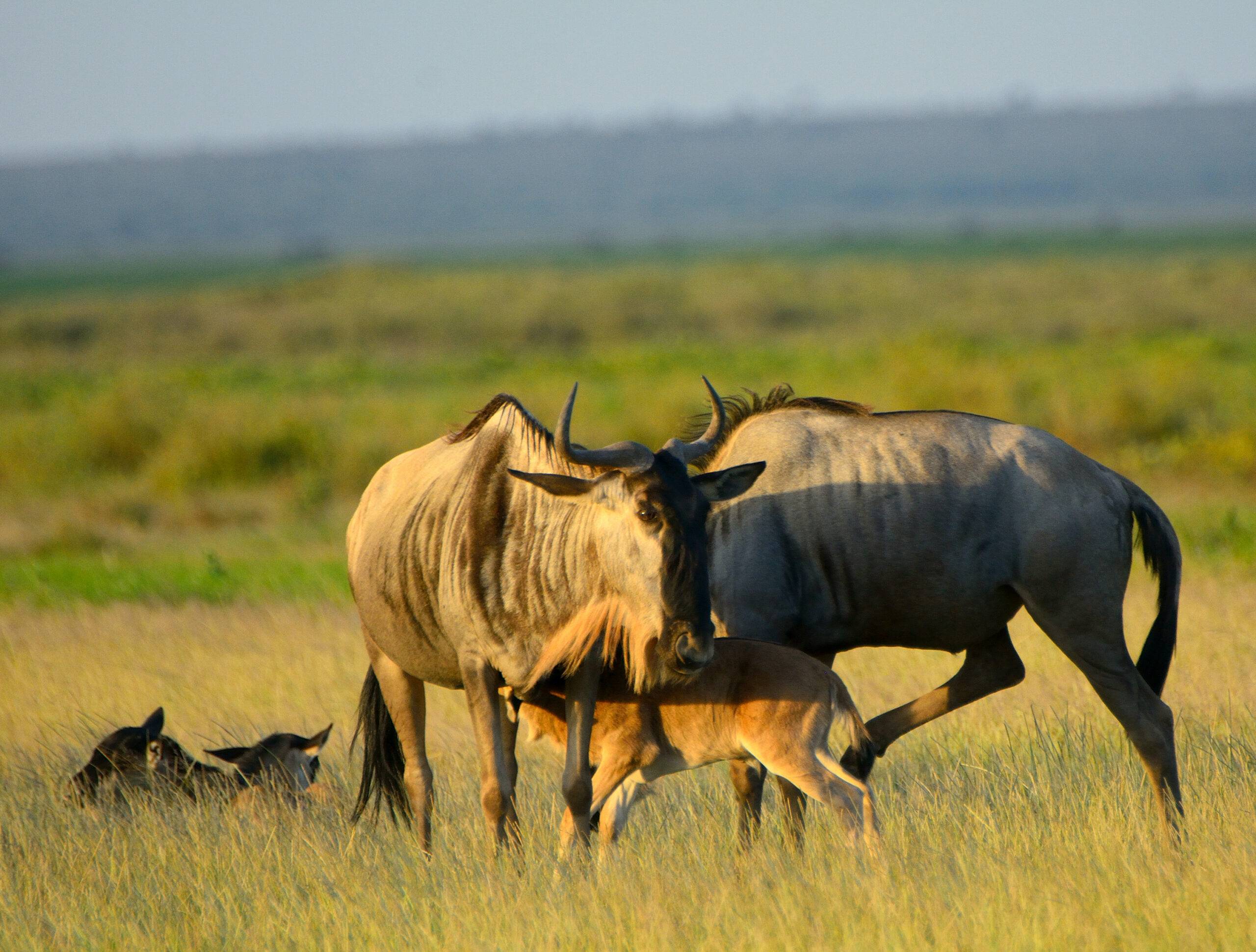 Accessible safari Tanzania