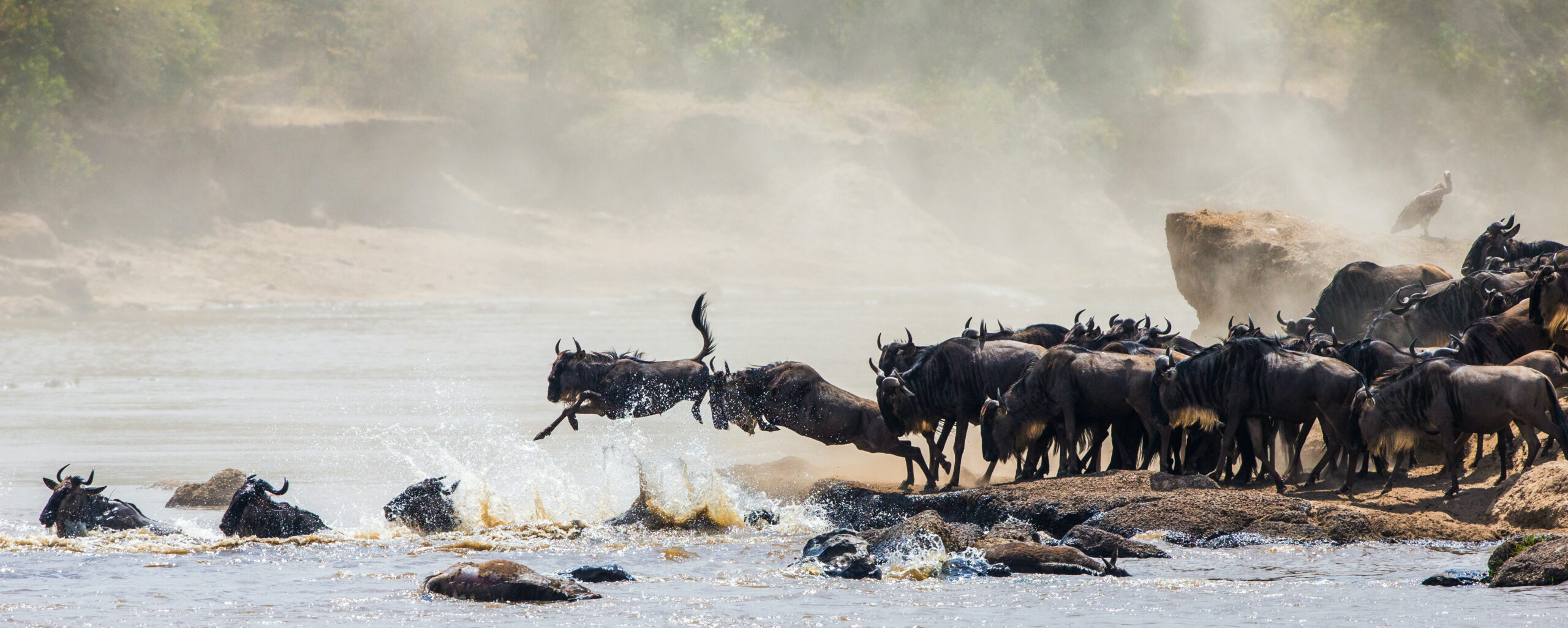 Mara River Crossing