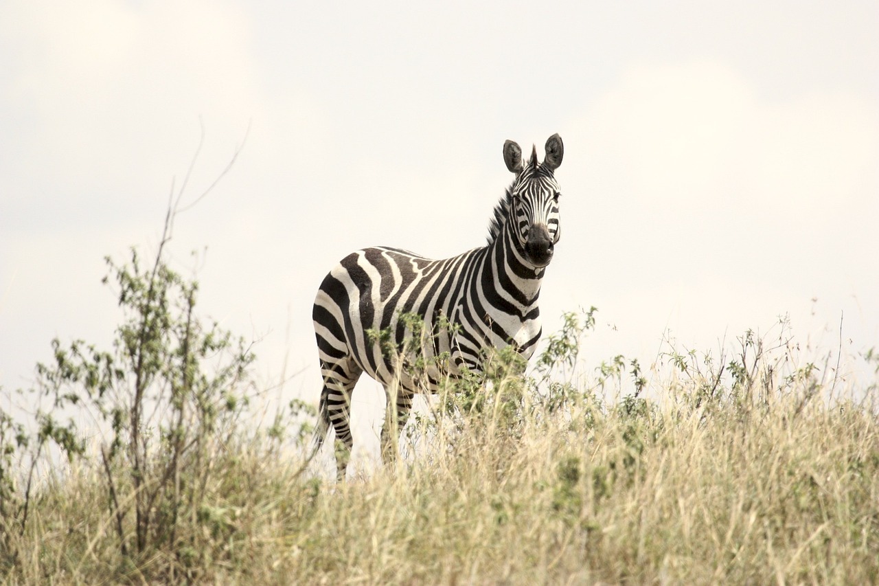 Tanzania DMC